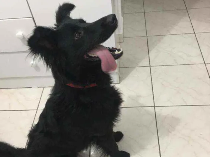 Cachorro raça  idade 2 anos nome Neguinho
