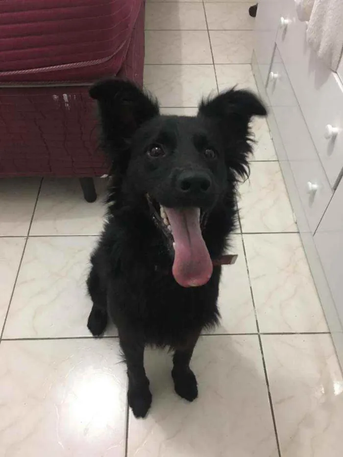 Cachorro raça  idade 2 anos nome Neguinho