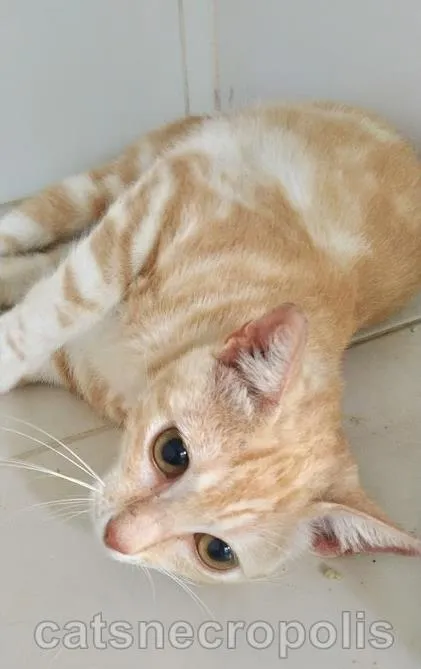Gato ra a srd idade 7 a 11 meses nome Loirinho melancia