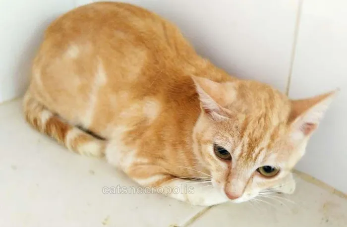 Gato ra a srd idade 7 a 11 meses nome Loirinho melancia