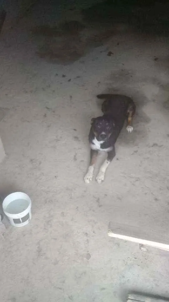 Cachorro ra a Pitibul com rotivalet idade 7 a 11 meses nome Sem nome 