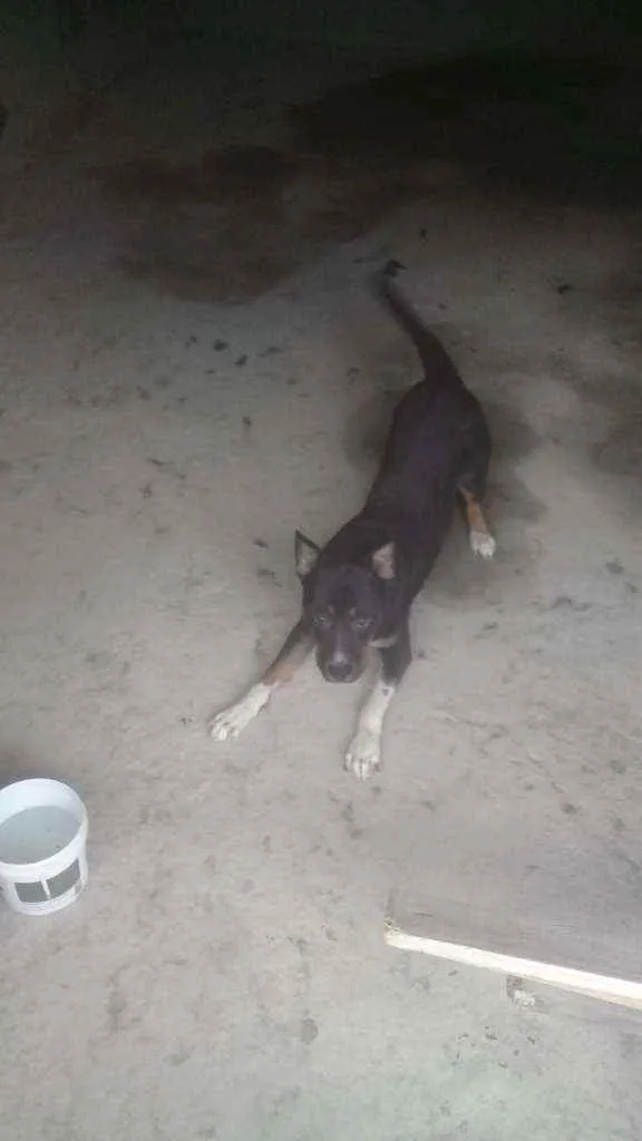 Cachorro ra a Pitibul com rotivalet idade 7 a 11 meses nome Sem nome 