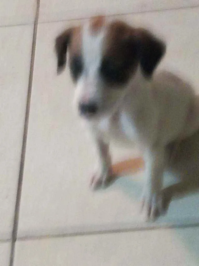 Cachorro ra a SRD idade 2 a 6 meses nome Tobi
