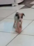Tobi