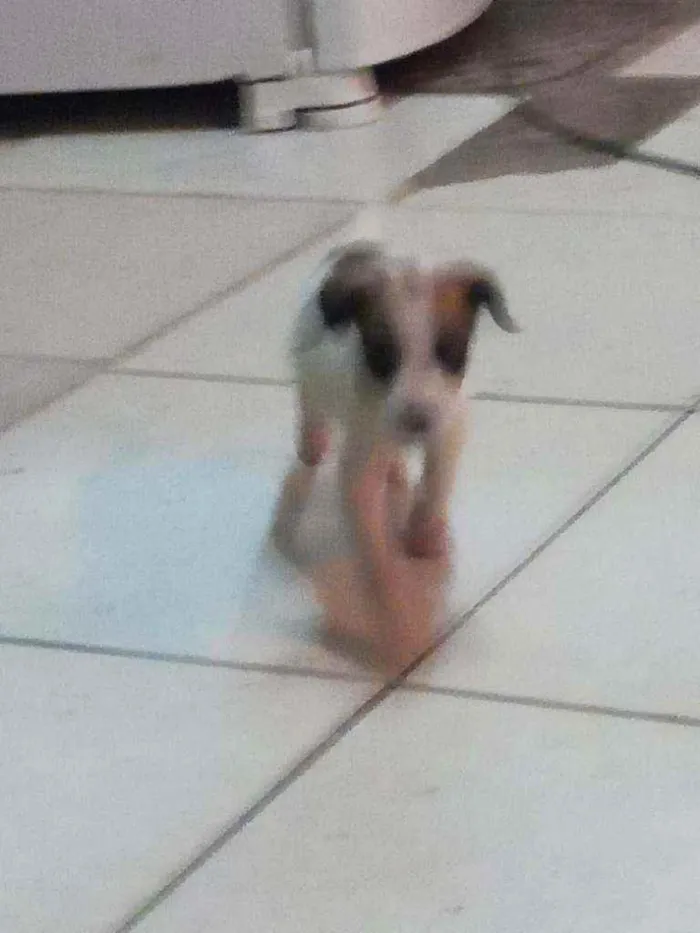 Cachorro ra a SRD idade 2 a 6 meses nome Tobi