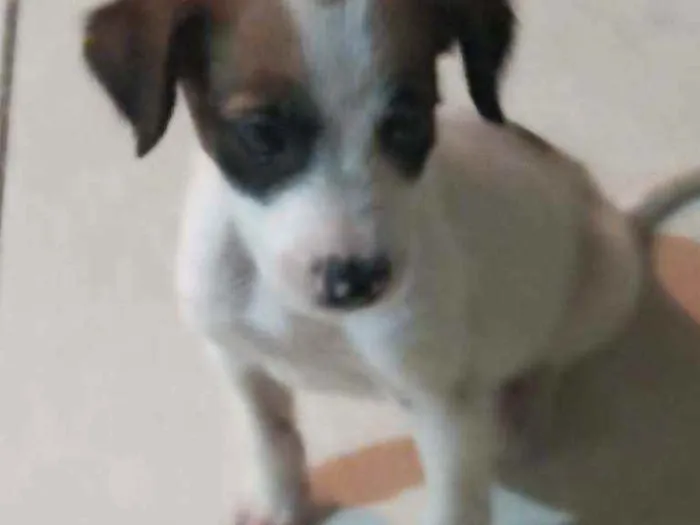 Cachorro ra a SRD idade 2 a 6 meses nome Tobi