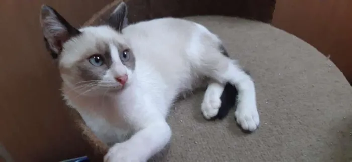 Gato raça SRD-ViraLata idade 2 a 6 meses nome Óregon