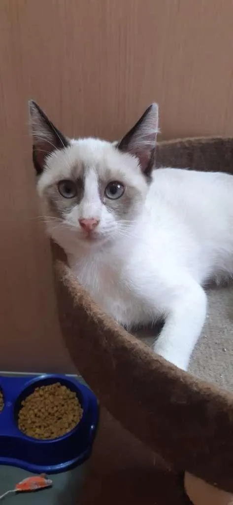 Gato raça SRD-ViraLata idade 2 a 6 meses nome Óregon