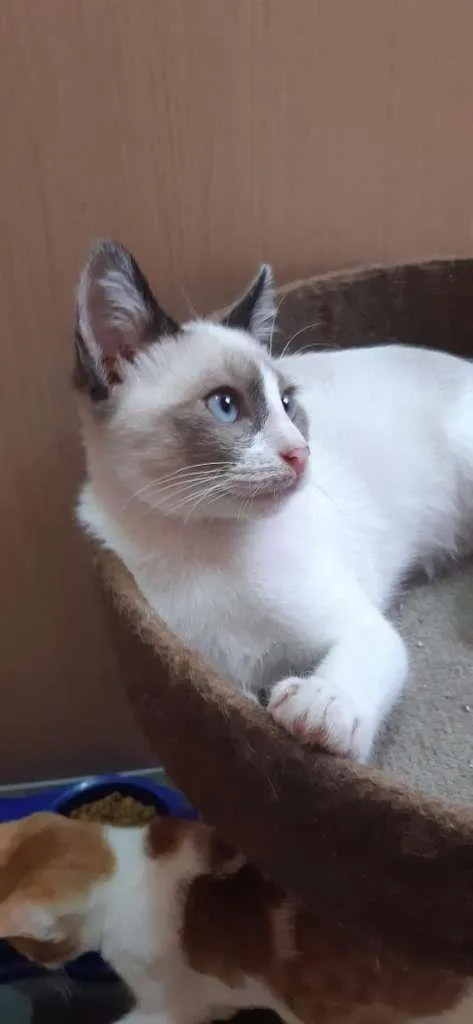 Gato raça SRD-ViraLata idade 2 a 6 meses nome Óregon