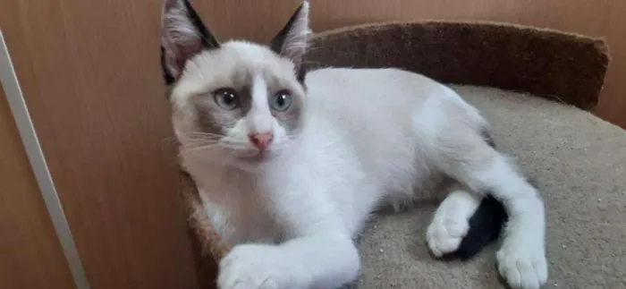 Gato raça SRD-ViraLata idade 2 a 6 meses nome Óregon