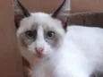 Gato raça SRD-ViraLata idade 2 a 6 meses nome Óregon
