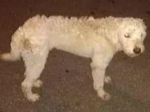 Cachorro raça  idade  nome Perdido