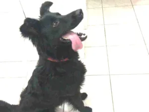 Cachorro raça  idade 2 anos nome Neguinho