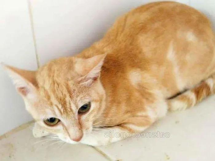 Gato ra a srd idade 7 a 11 meses nome Loirinho melancia