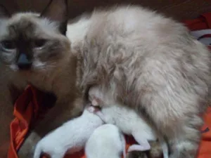 Gato raça Sianês idade Abaixo de 2 meses nome Ainda não tem nome