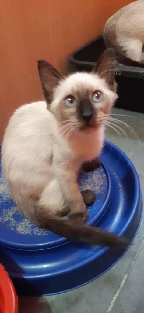 Gato raça SRD-ViraLata idade 2 a 6 meses nome Vermont
