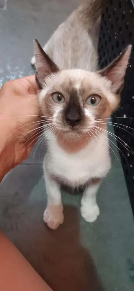 Gato raça SRD-ViraLata idade 2 a 6 meses nome Vermont