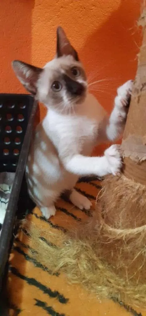 Gato raça SRD-ViraLata idade 2 a 6 meses nome Vermont