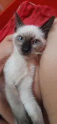 Gato raça SRD idade 2 a 6 meses nome Filadélfia