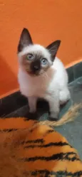 Gato raça SRD idade 2 a 6 meses nome Filadélfia