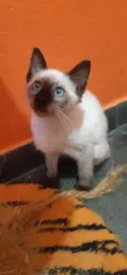 Gato raça SRD idade 2 a 6 meses nome Filadélfia