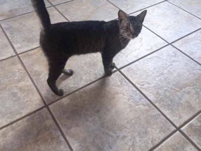 Gato ra a Indefinida  idade 2 a 6 meses nome Ainda sem nome  
