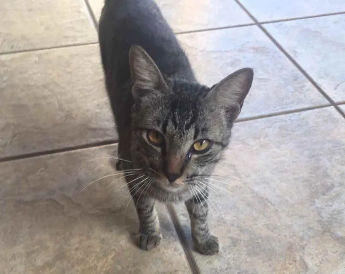 Gato ra a Indefinida  idade 2 a 6 meses nome Ainda sem nome  