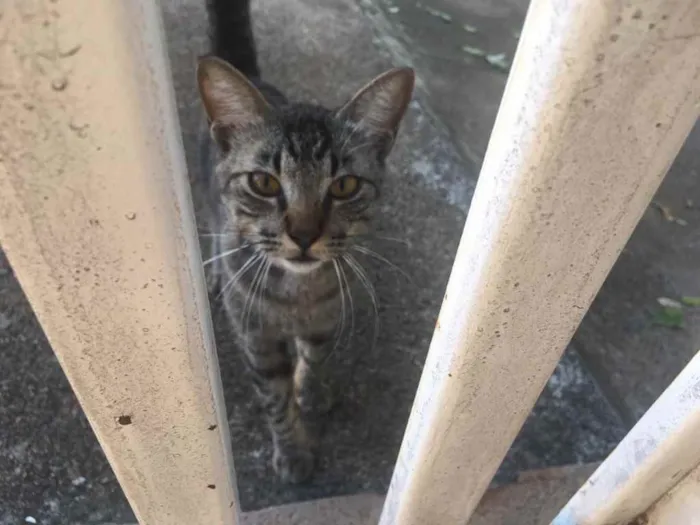 Gato ra a Indefinida  idade 2 a 6 meses nome Ainda sem nome  