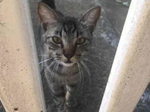 Gato raça Indefinida  idade 2 a 6 meses nome Ainda sem nome  