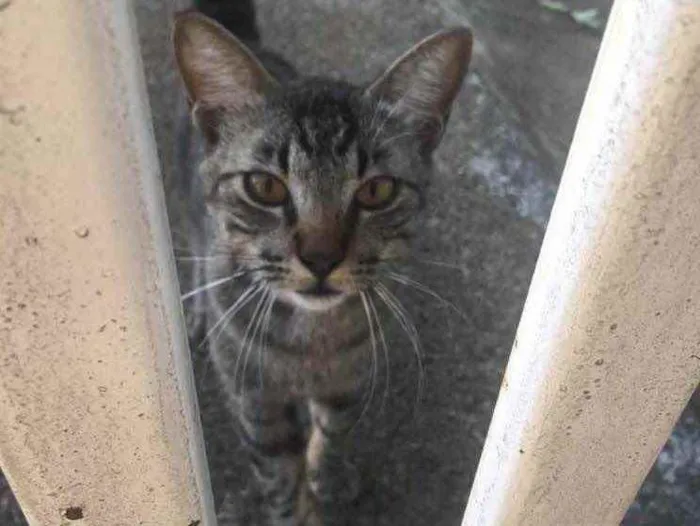 Gato ra a Indefinida  idade 2 a 6 meses nome Ainda sem nome  