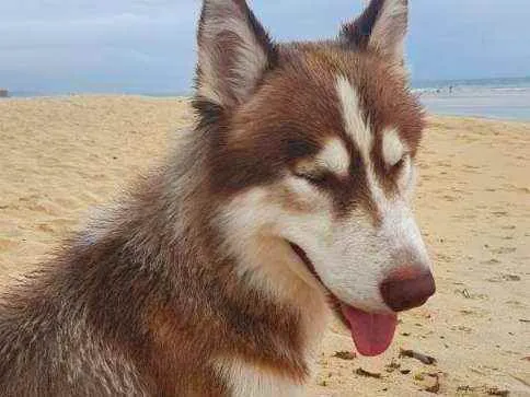 Cachorro raça Rusky idade 1 ano nome Não  se sabe