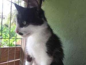 Gato raça  idade 2 a 6 meses nome Não sei 