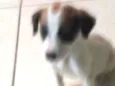 Tobi