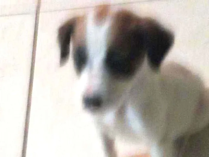 Cachorro ra a SRD idade 2 a 6 meses nome Tobi