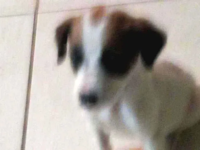 Cachorro ra a SRD idade 2 a 6 meses nome Tobi