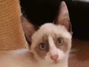 Gato raça SRD-ViraLata idade 2 a 6 meses nome Óregon