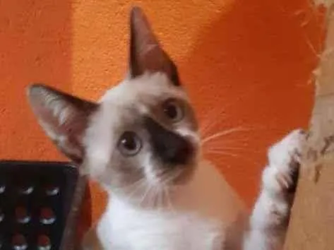 Gato raça SRD-ViraLata idade 2 a 6 meses nome Vermont