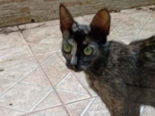 Gato ra a Raça não definida  idade 7 a 11 meses nome Não possui 