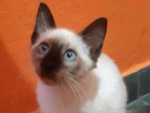 Gato raça SRD idade 2 a 6 meses nome Filadélfia