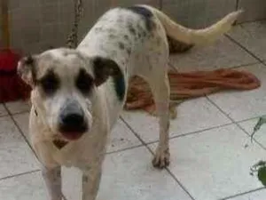 Cachorro raça  idade 2 anos nome Tôbe