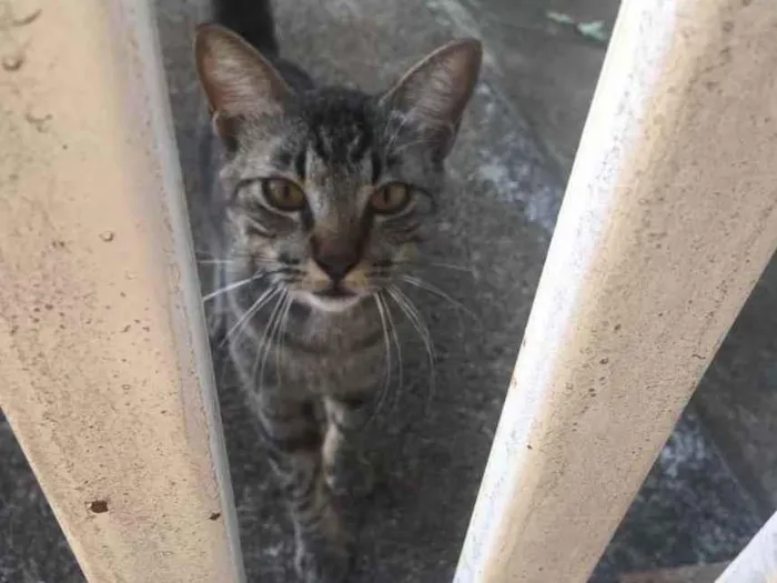 Gato ra a Indefinida  idade 2 a 6 meses nome Ainda sem nome  