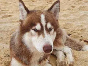 Cachorro raça Rusky idade 1 ano nome Não  se sabe