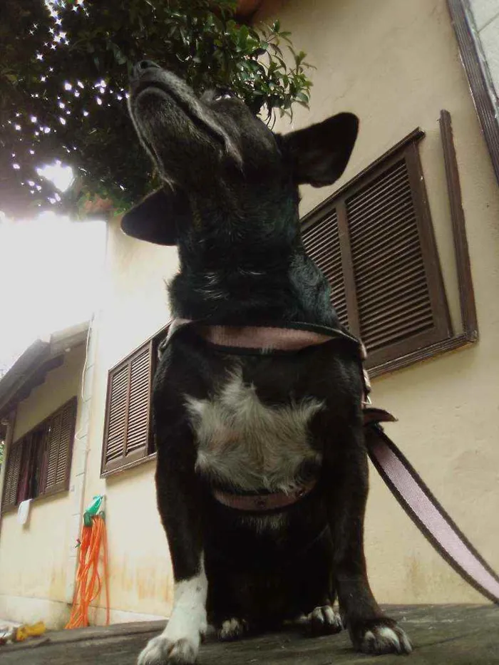 Cachorro raça Vira lata idade 6 ou mais anos nome Lilica