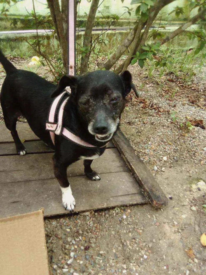 Cachorro raça Vira lata idade 6 ou mais anos nome Lilica