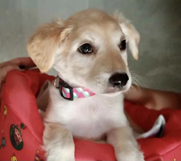 Cachorro ra a SRD idade 2 a 6 meses nome Clarinha 