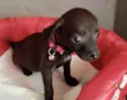 Sofie 