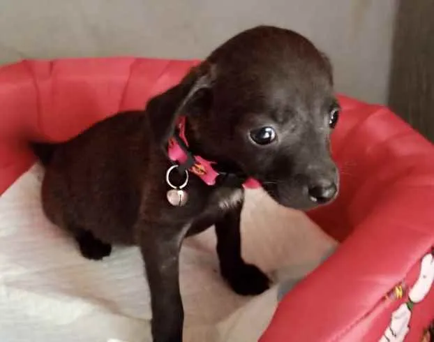 Cachorro ra a Mestiça  idade 2 a 6 meses nome Sofie 