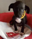 Pitty