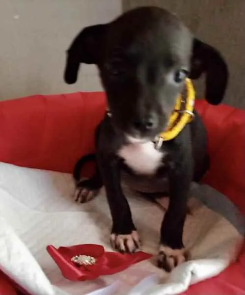 Cachorro ra a Mestiça  idade 2 a 6 meses nome Pitty