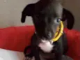 Pitty
